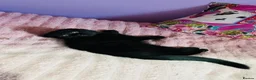 Scottish Fold cats for sale: Beautiful Scottish fold/straight kittens - Advert 5