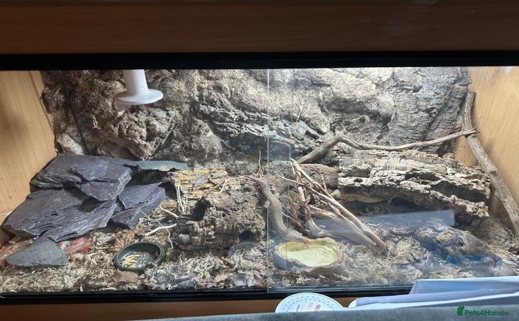 Leopard Gecko reptiles - Advert 1