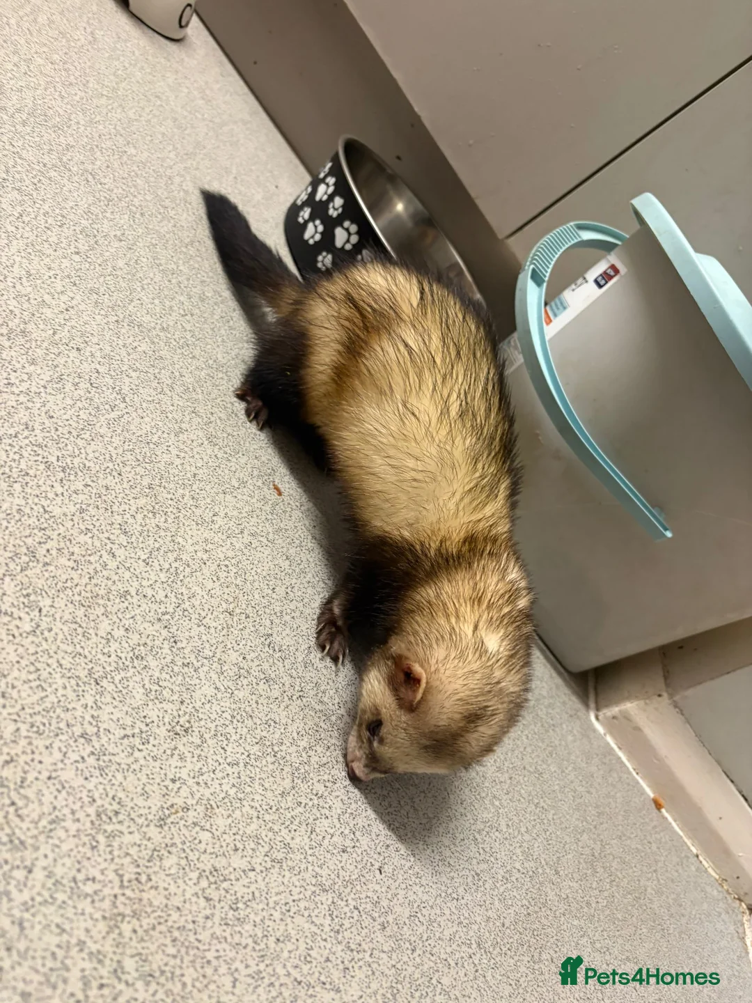 Ferret rodents for sale: Ferret needing new home  - Advert 2