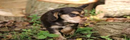 Cocker Spaniel dogs for sale: KC Reg Working Cocker Spaniels  - Advert 22