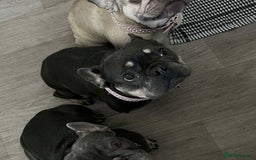 French Bulldog dogs for sale: Rehoming our 4 year old girl frenchie  - Image 3