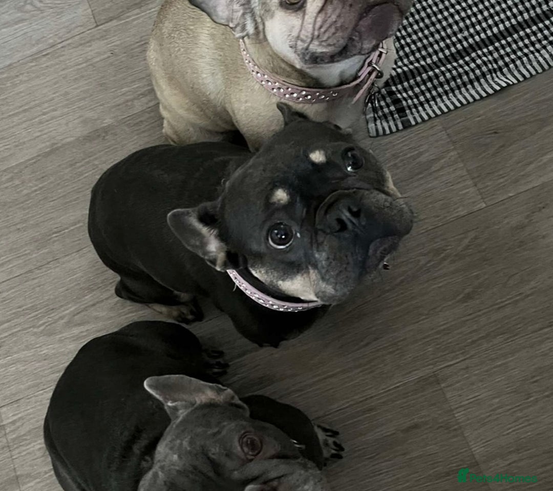 French Bulldog dogs for sale: Rehoming our 4 year old girl frenchie  - Image 3