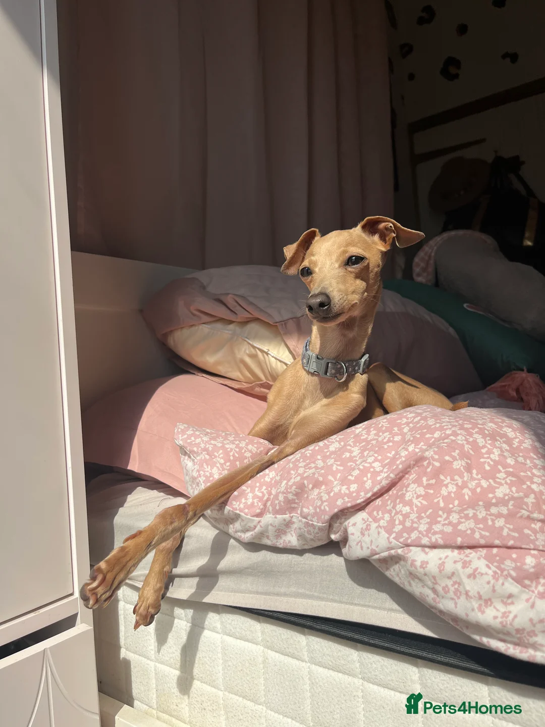 Italian Greyhound dogs for stud: Tiny stud with HUGE personality - Advert 16