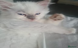 Ragdoll cats for sale: 3 stunning ragdoll girls available - Image 3