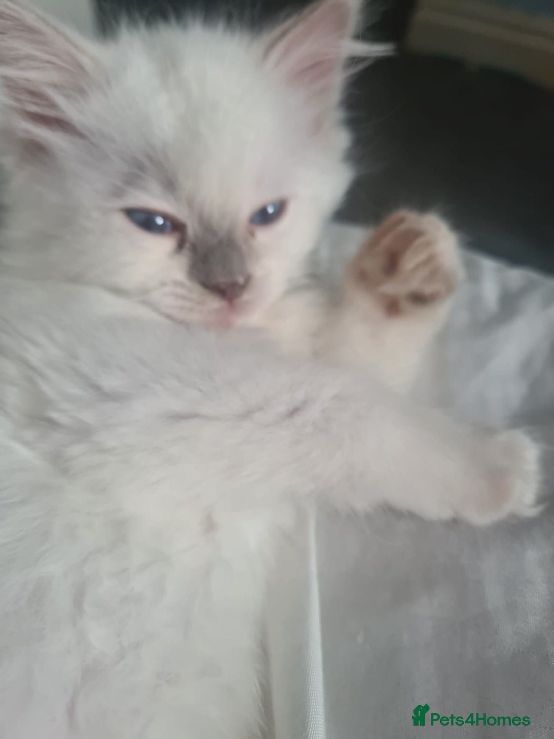 Ragdoll cats for sale: 3 stunning ragdoll girls available - Image 3