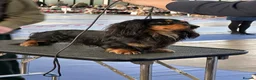 Miniature Dachshund dogs for sale: Only one beautiful dappled female left  - Advert 16