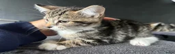Mixed Breed cats for sale: Fluffy Kittens for sale - Advert 12