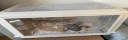 Hamster rodents for sale: Syrian hamster  - Advert 2