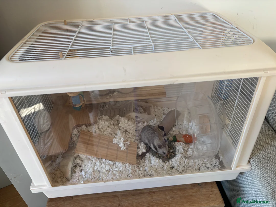 Hamster rodents for sale: Syrian hamster  - Advert 2