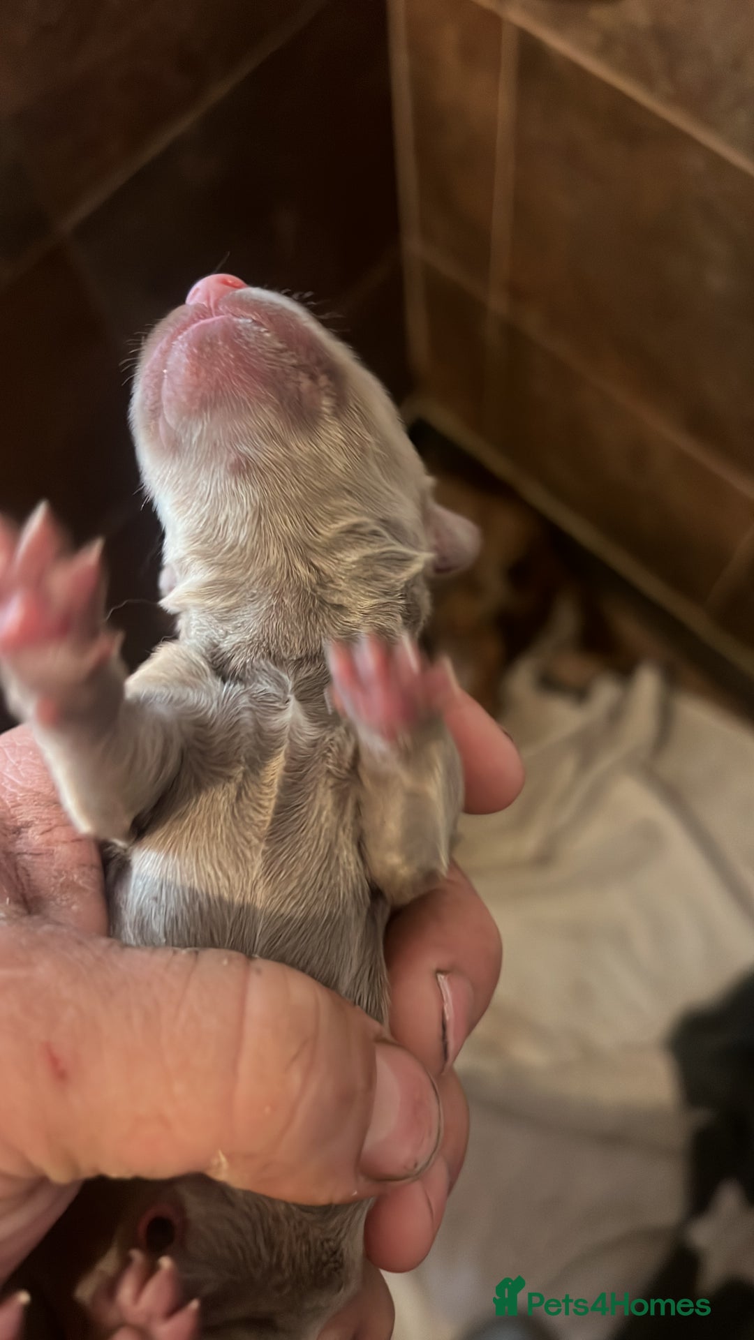 Miniature Dachshund dogs for sale: 5 long hair miniature dachshund  - Image 4