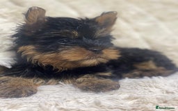 Yorkshire Terrier dogs for sale: FLUFFY BOY🐶READY! in Sheffield - Image 8