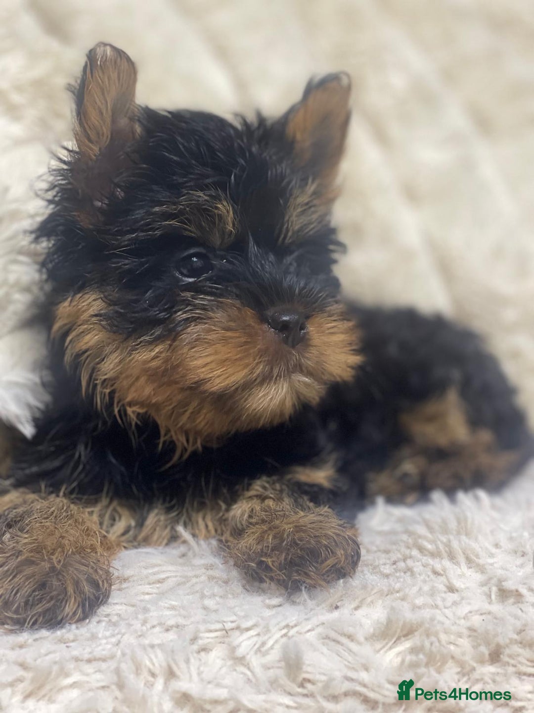 Yorkshire Terrier dogs for sale: FLUFFY BOY🐶READY! in Sheffield - Image 8