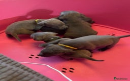 Staffordshire Bull Terrier dogs for sale: Staffy puppys  - Image 13