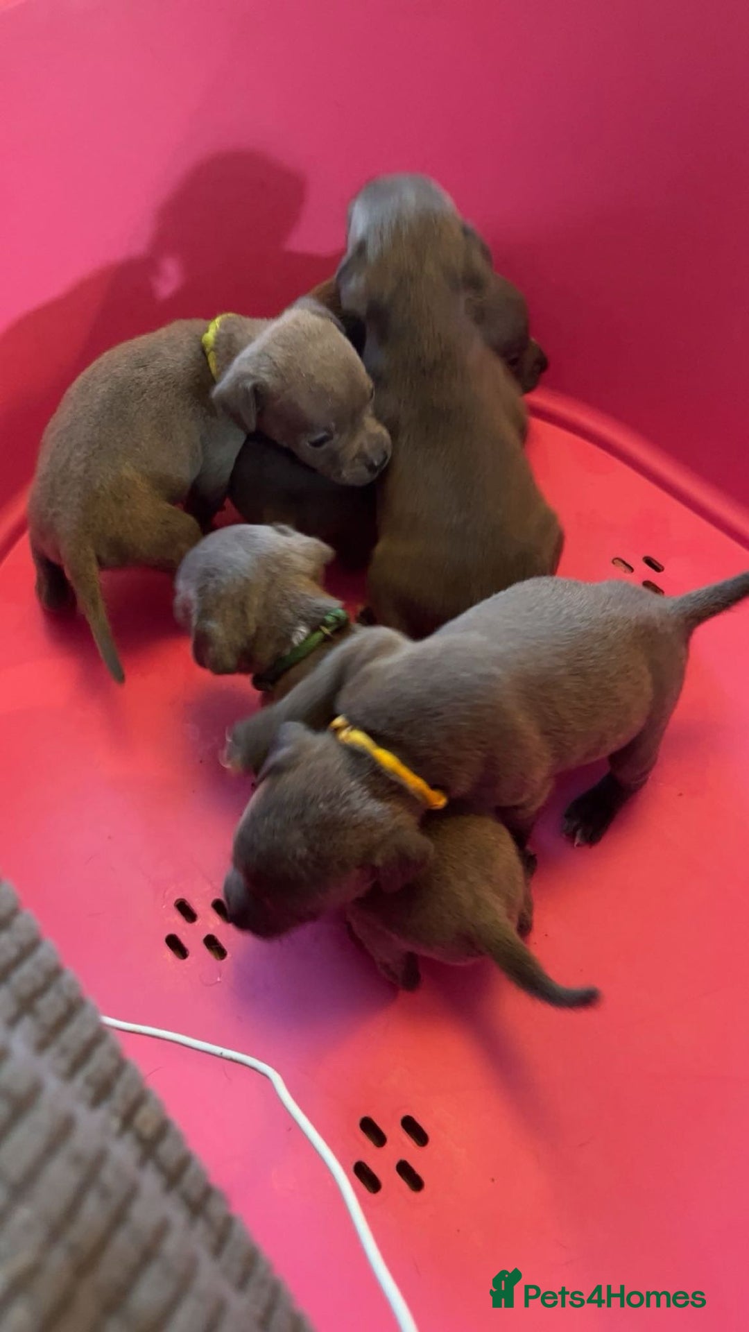 Staffordshire Bull Terrier dogs for sale: Staffy puppys  - Image 13
