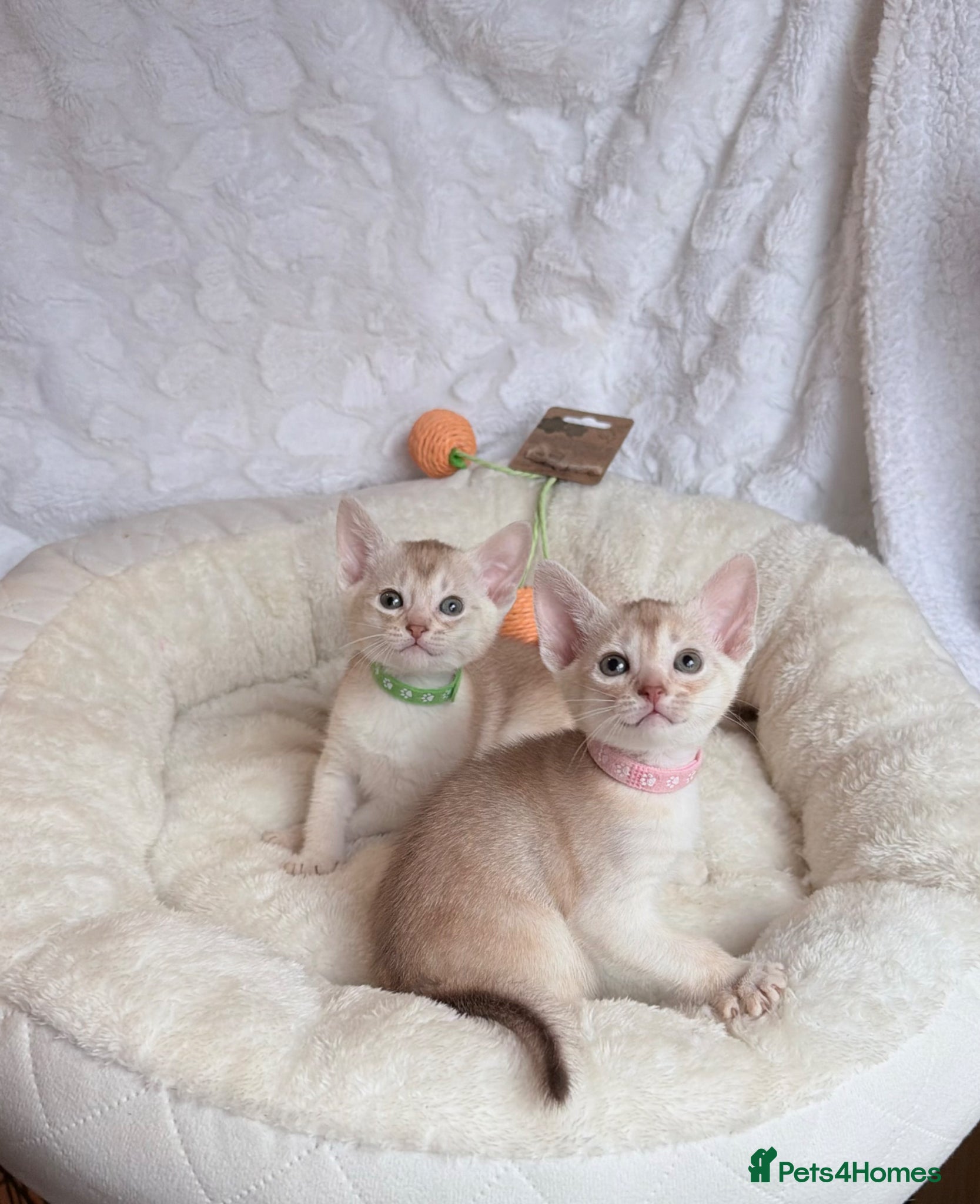 Abyssinian cats for sale: 🏆✨ CHAMPION Silver Cinnamon  Abyssinian  ✨🏆❤️ - Advert 37