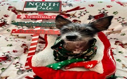 Mixed Breed dogs for sale: 2 Chinese crested chihuahua sisters  - Image 5