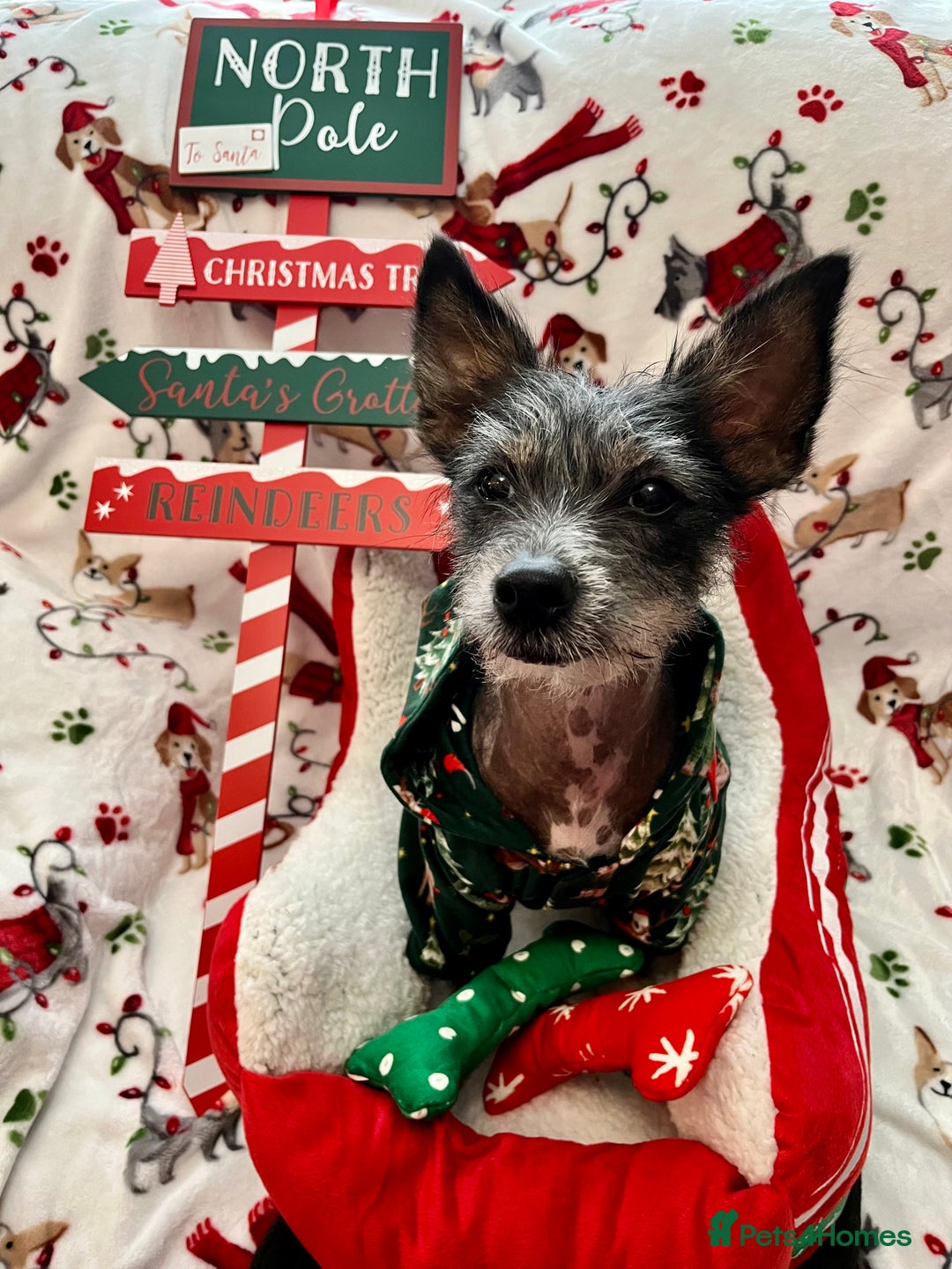 Mixed Breed dogs for sale: 2 Chinese crested chihuahua sisters  - Image 5