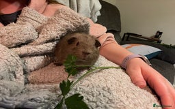 Guinea Pig rodents for sale: Pair of teddy boars for sale - Image 3