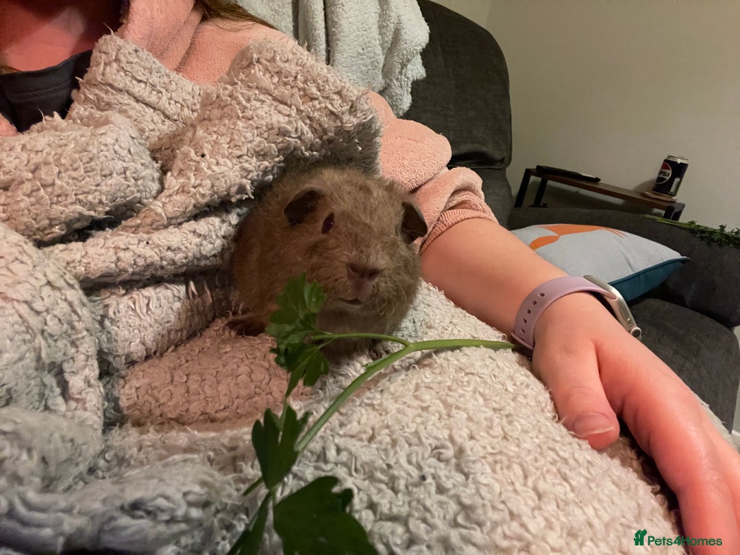Guinea Pig rodents for sale: Pair of teddy boars for sale - Image 3