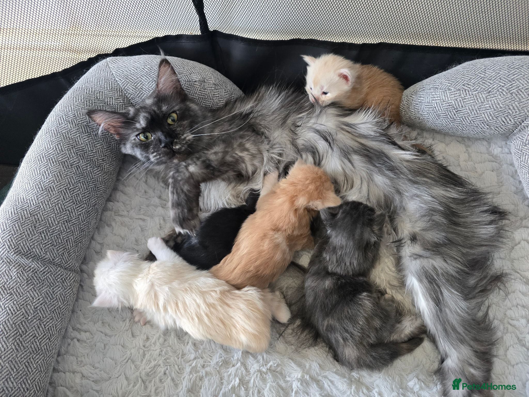 Maine Coon cats for sale: Amazing pure bread Maine Coons kittens  - Advert 1