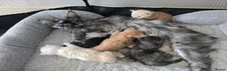 Maine Coon cats for sale: Amazing pure bread Maine Coons kittens  - Advert 1