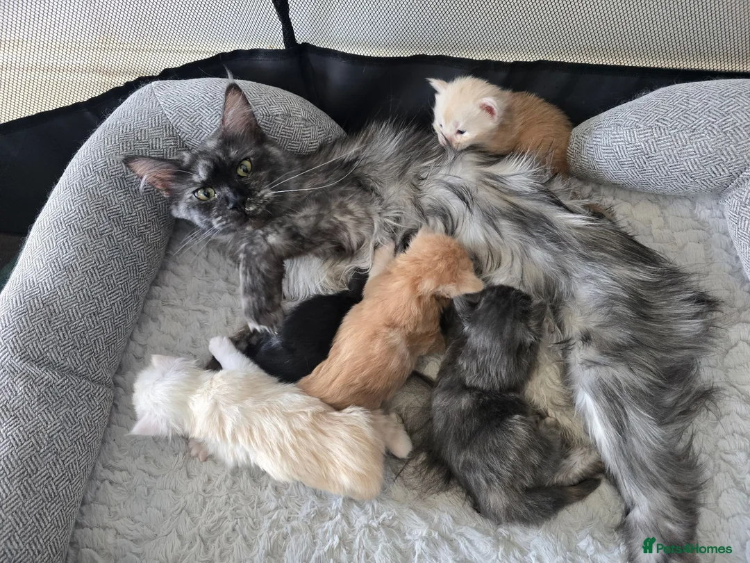 Maine Coon cats for sale: Amazing pure bread Maine Coons kittens  - Advert 1