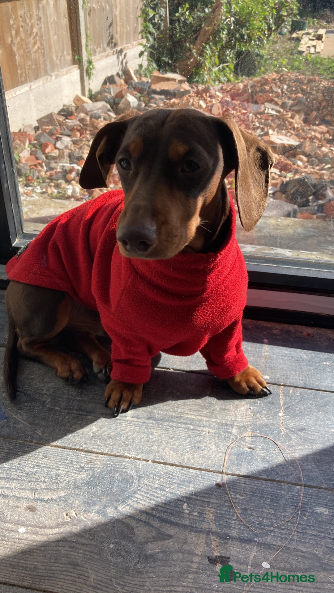 Miniature Dachshund dogs for stud: Miniature Dachshund for stud - Advert 3