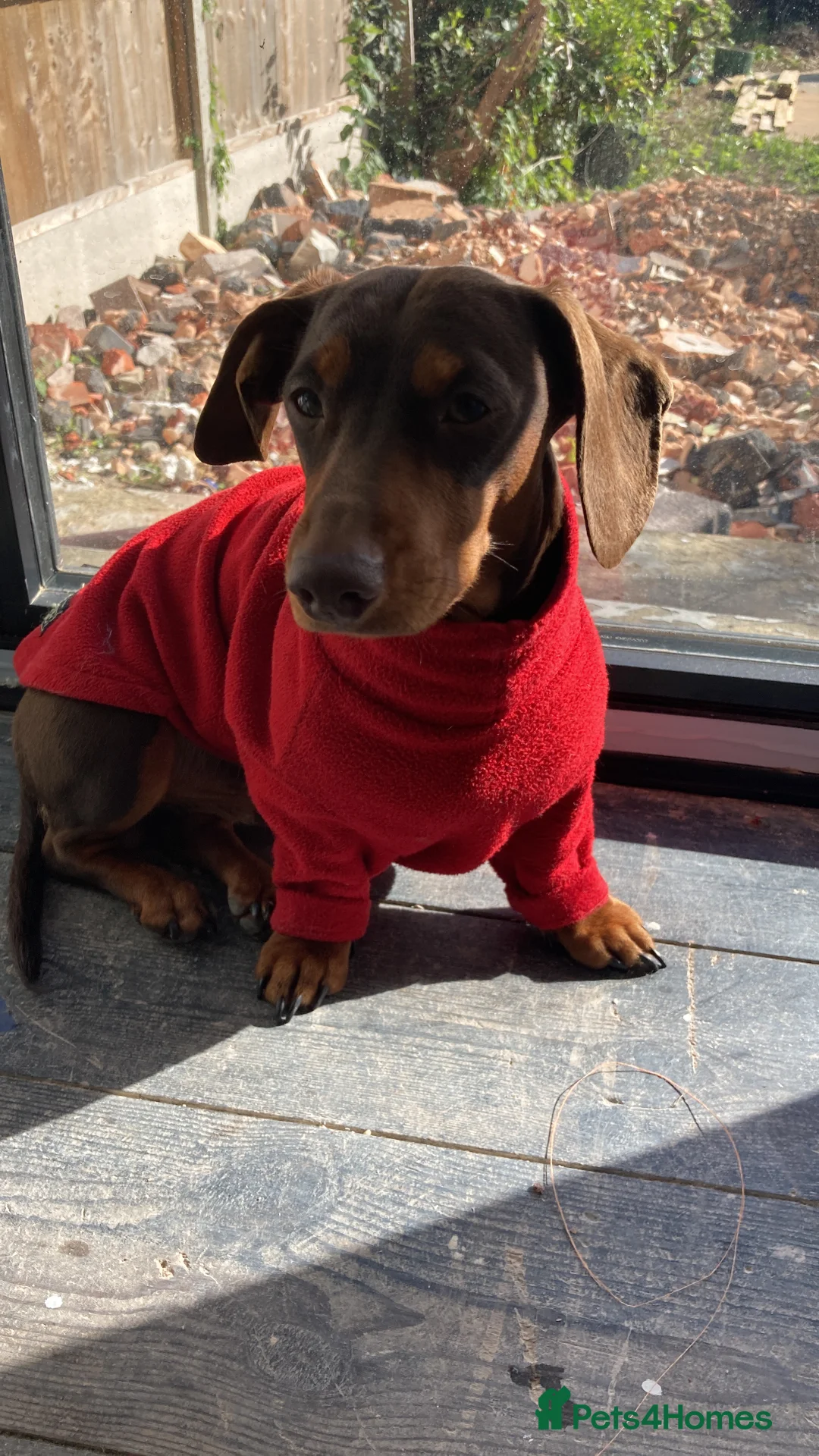 Miniature Dachshund dogs for stud: Miniature Dachshund for stud - Advert 3