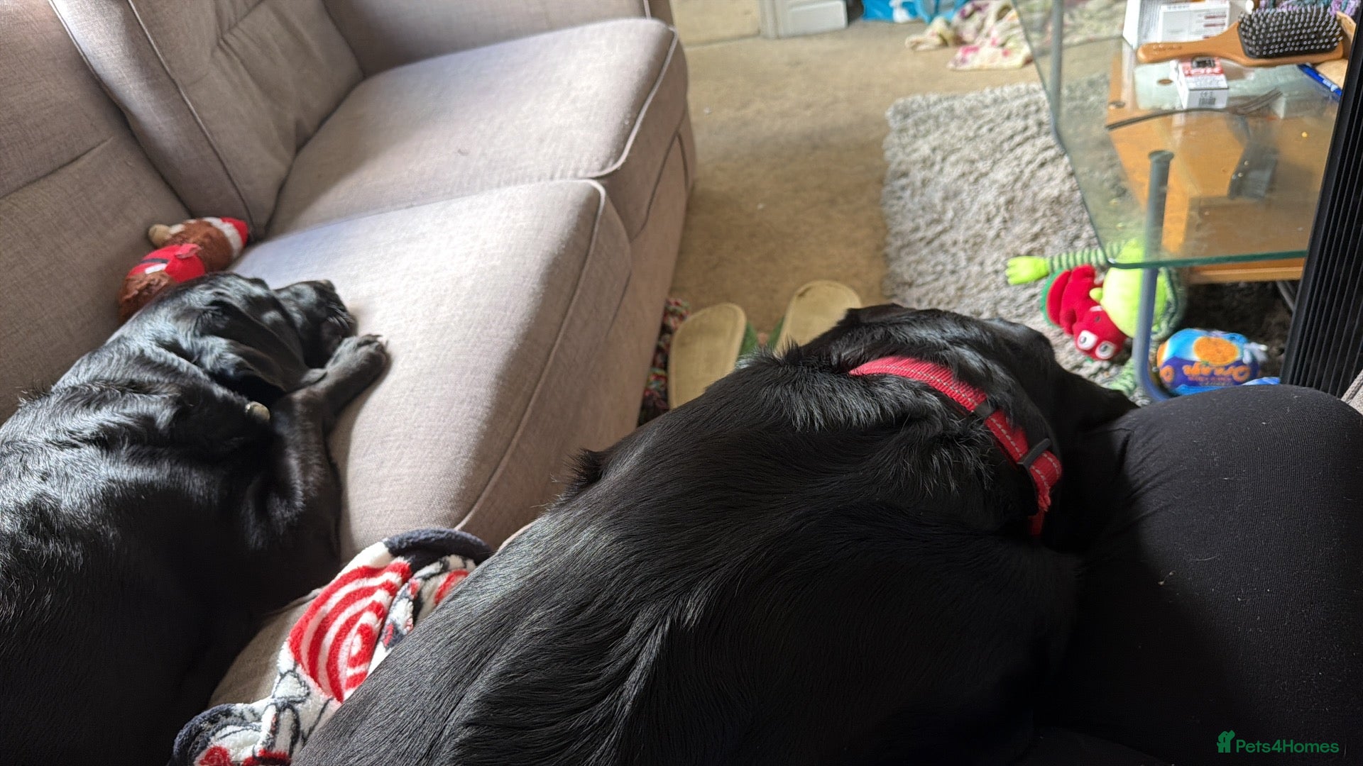 Labrador Retriever dogs Milo needs a new home  - Advert 2