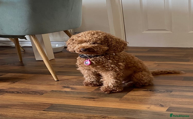 Cockapoo dogs - Advert 1