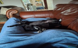 Mixed Breed dogs for sale: Collie cross - Image 6