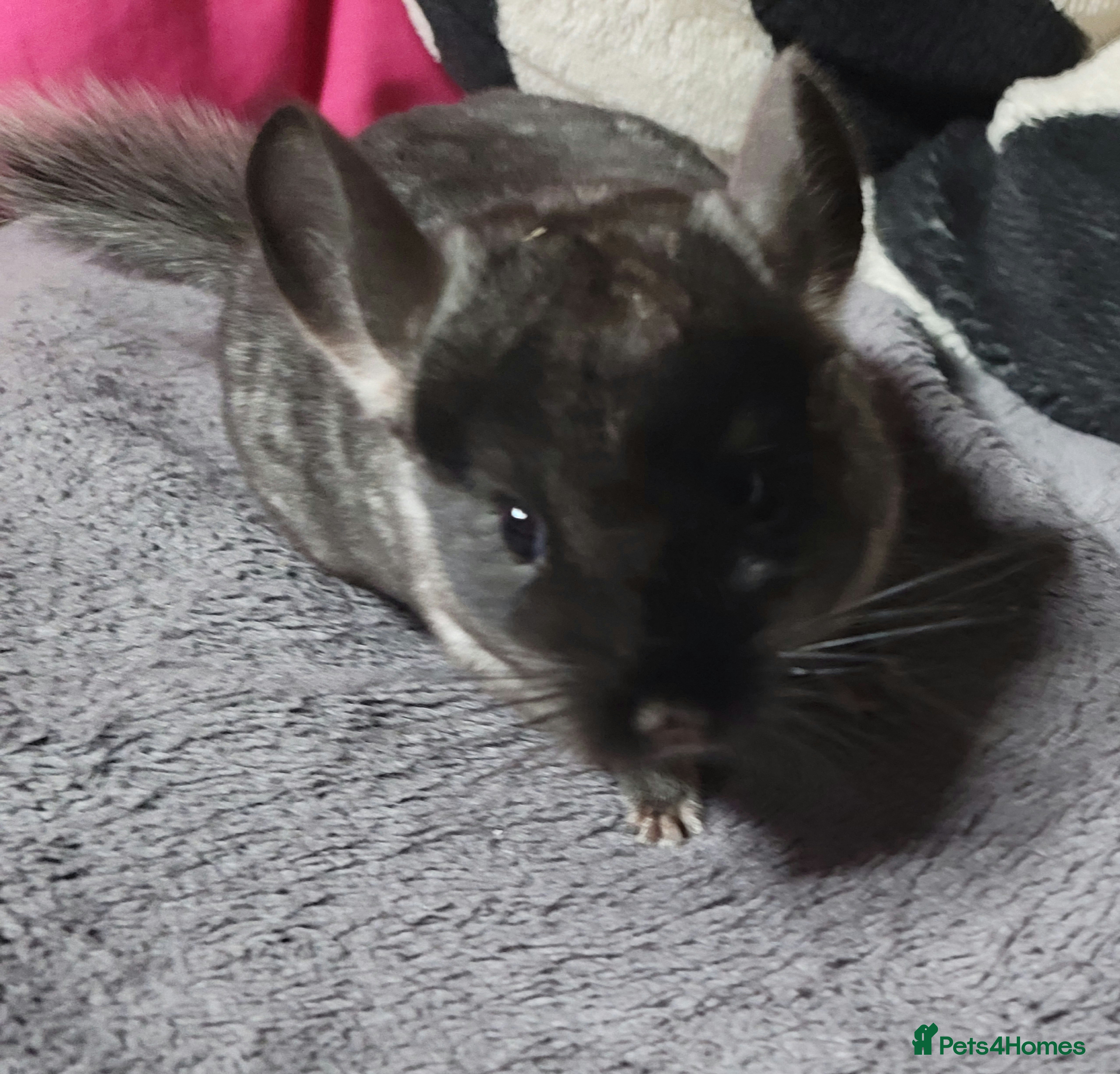 Chinchilla rodents Baby female chinchillas - Advert 8