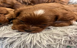 Cavapoo dogs for sale: Merlesque ⭐️⭐️⭐️⭐️⭐️F1 Cavapoos 200 DNA - Image 24