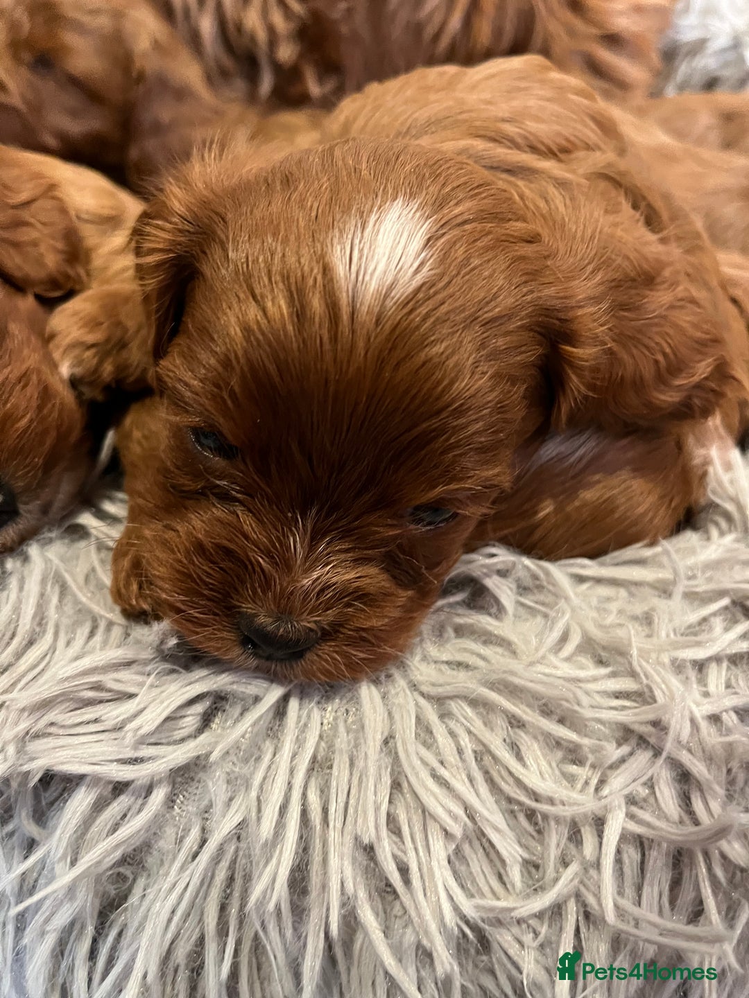 Cavapoo dogs for sale: Merlesque ⭐️⭐️⭐️⭐️⭐️F1 Cavapoos 200 DNA - Image 24