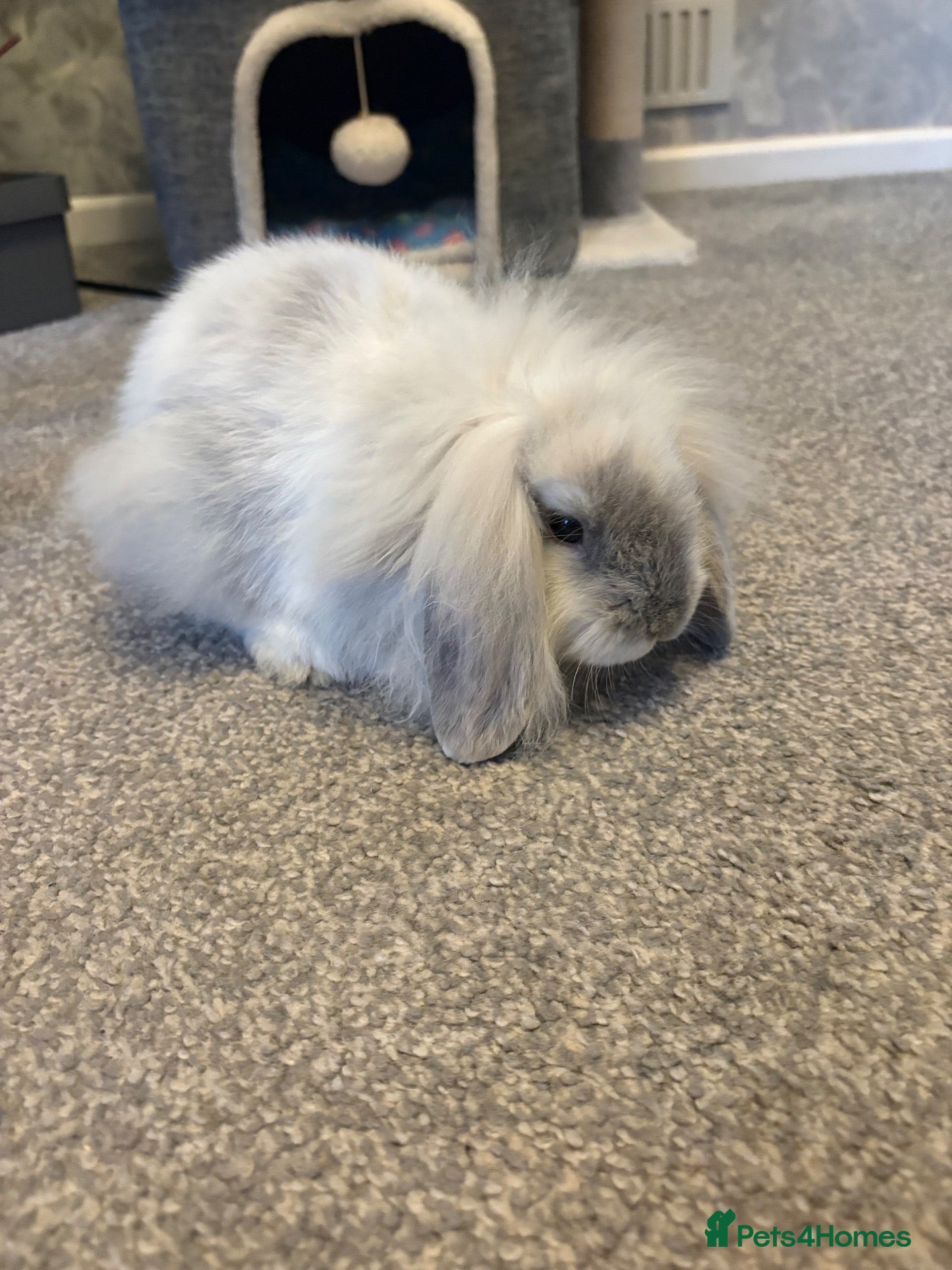 Mixed Breed rabbits Mini lop / lion head lop - Advert 1