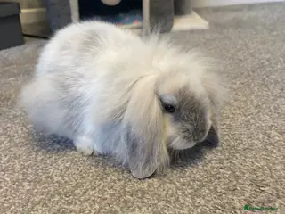Mixed Breed rabbits Mini lop / lion head lop - Advert 1
