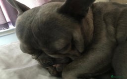 French Bulldog dogs for sale: French bull dog  - Image 7