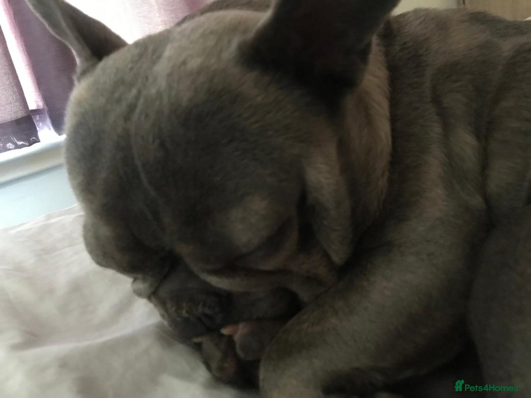 French Bulldog dogs for sale: French bull dog  - Image 7