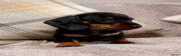Miniature Dachshund dogs for sale: True to type miniature smooth dachshund puppies - Advert 14