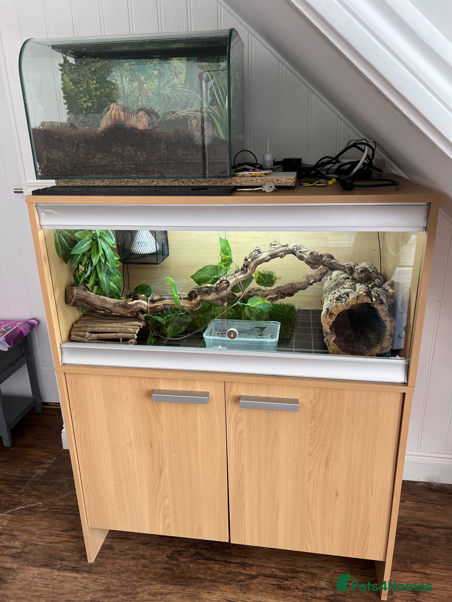 Python Snake reptiles Pied royal python & set up - Advert 1