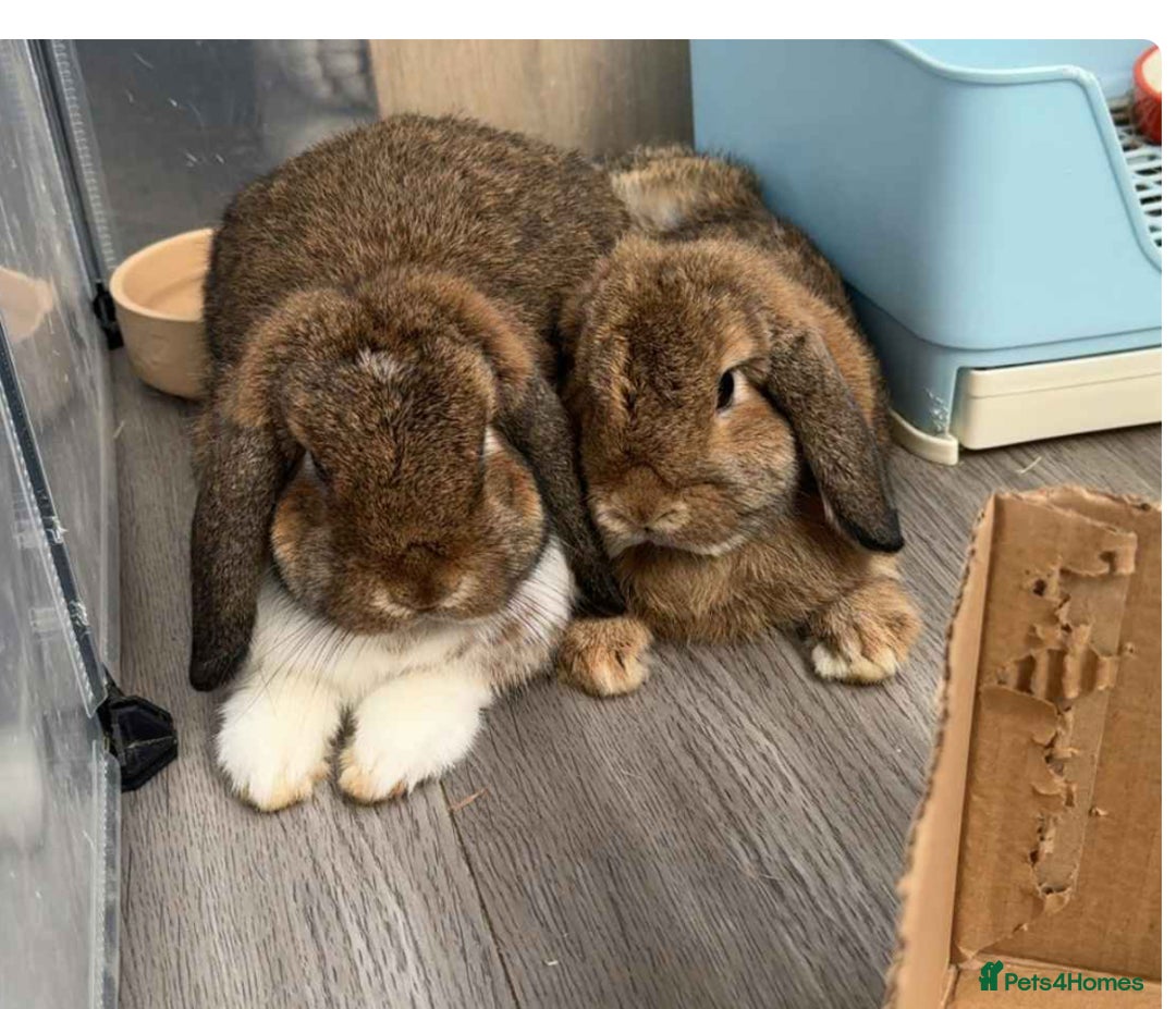 Mini Lop rabbits for sale: Maury & Connie - Advert 4
