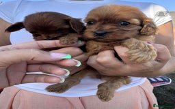 Cavapoo dogs for sale: Beautiful Tiny Cavapoos  - Image 13