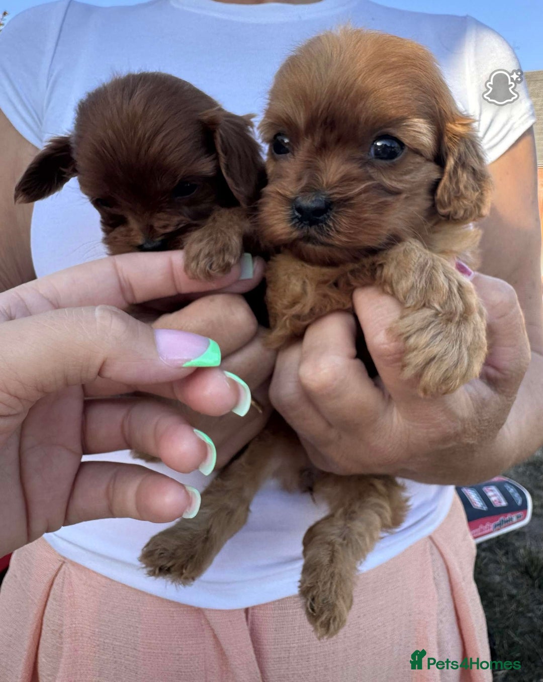 Cavapoo dogs for sale: Beautiful Tiny Cavapoos  - Image 13