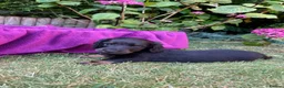 Miniature Dachshund dogs for sale: Miniature long haired dachshunds - Advert 16