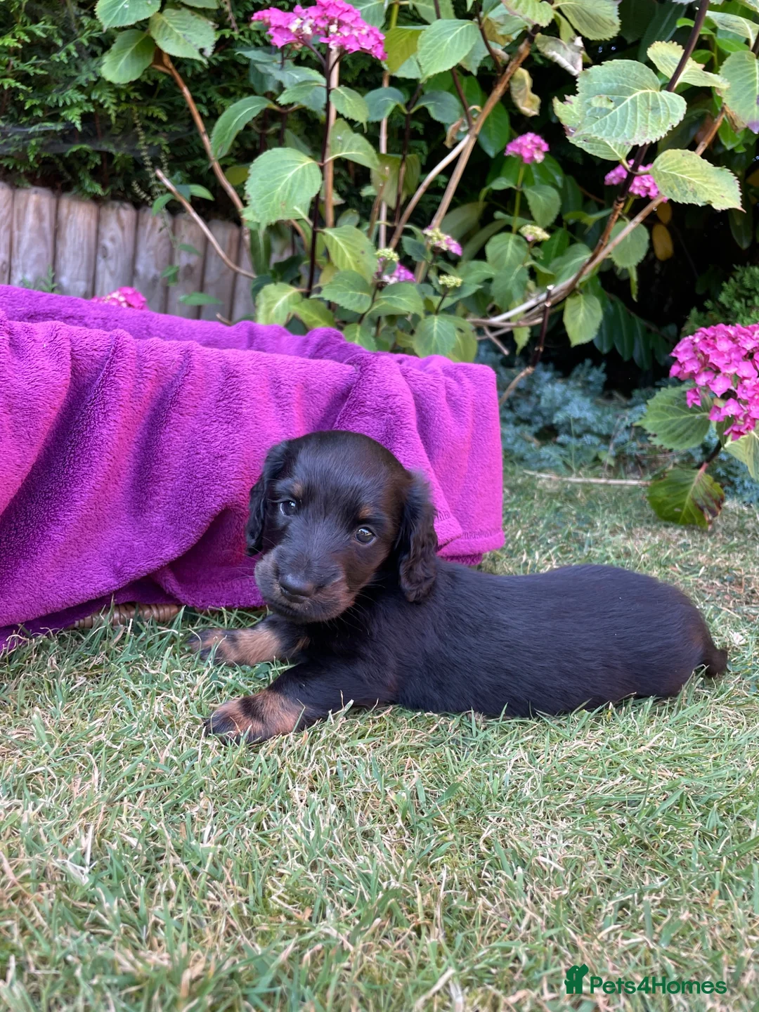 Miniature Dachshund dogs for sale: Miniature long haired dachshunds - Advert 16