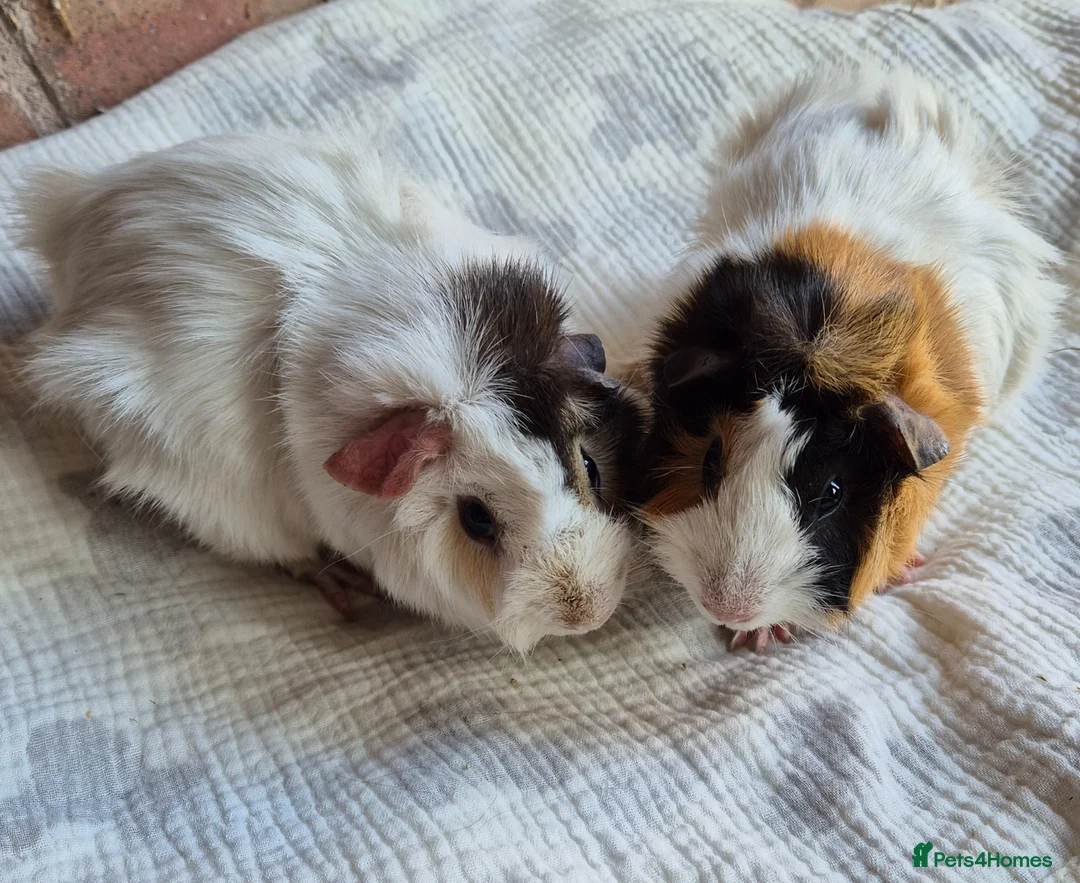 Guinea Pig rodents for sale: Young Funky Guinea Pigs - Advert 1