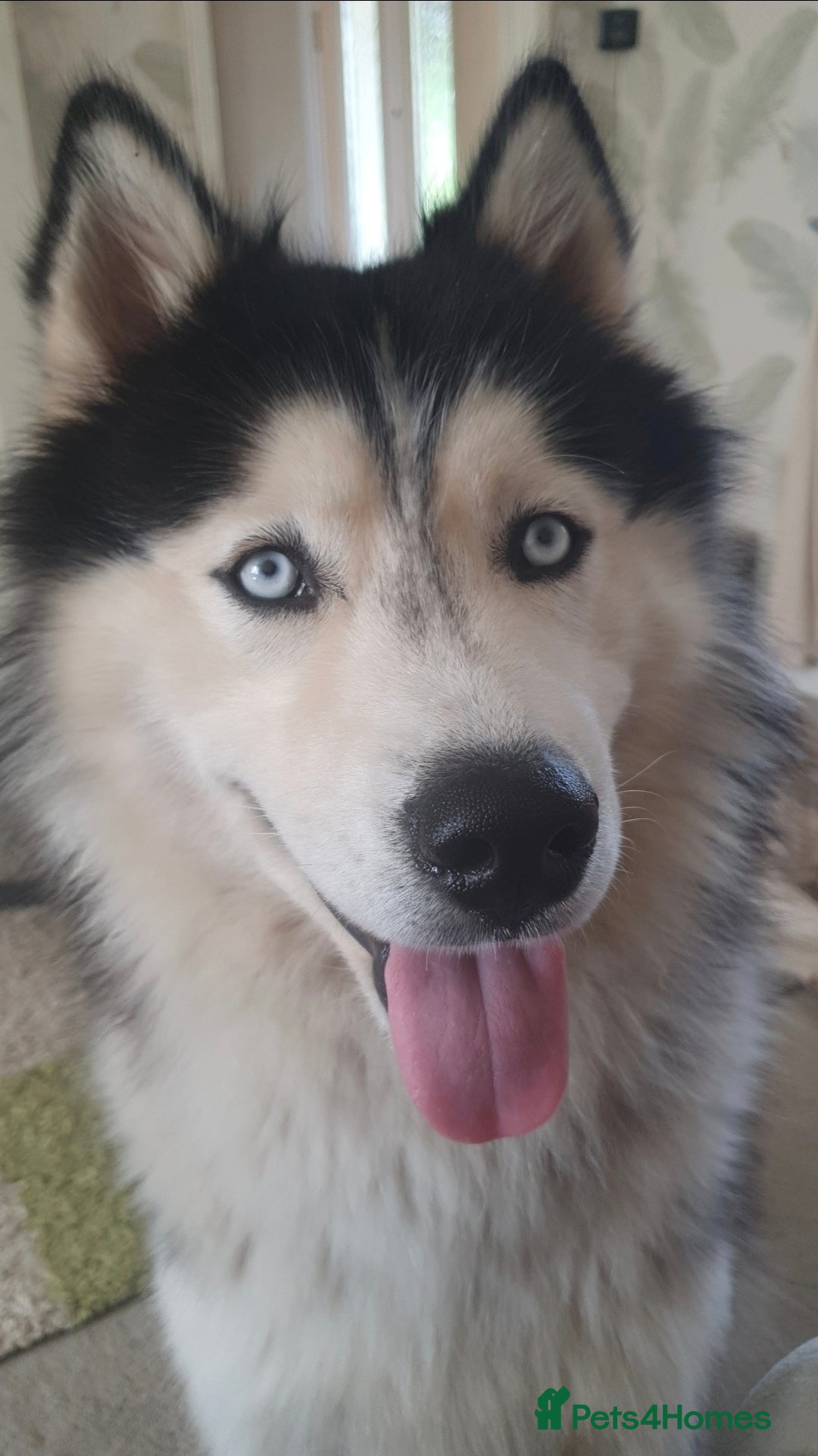 Siberian Husky dogs for sale: Husky puppies  - Advert 4