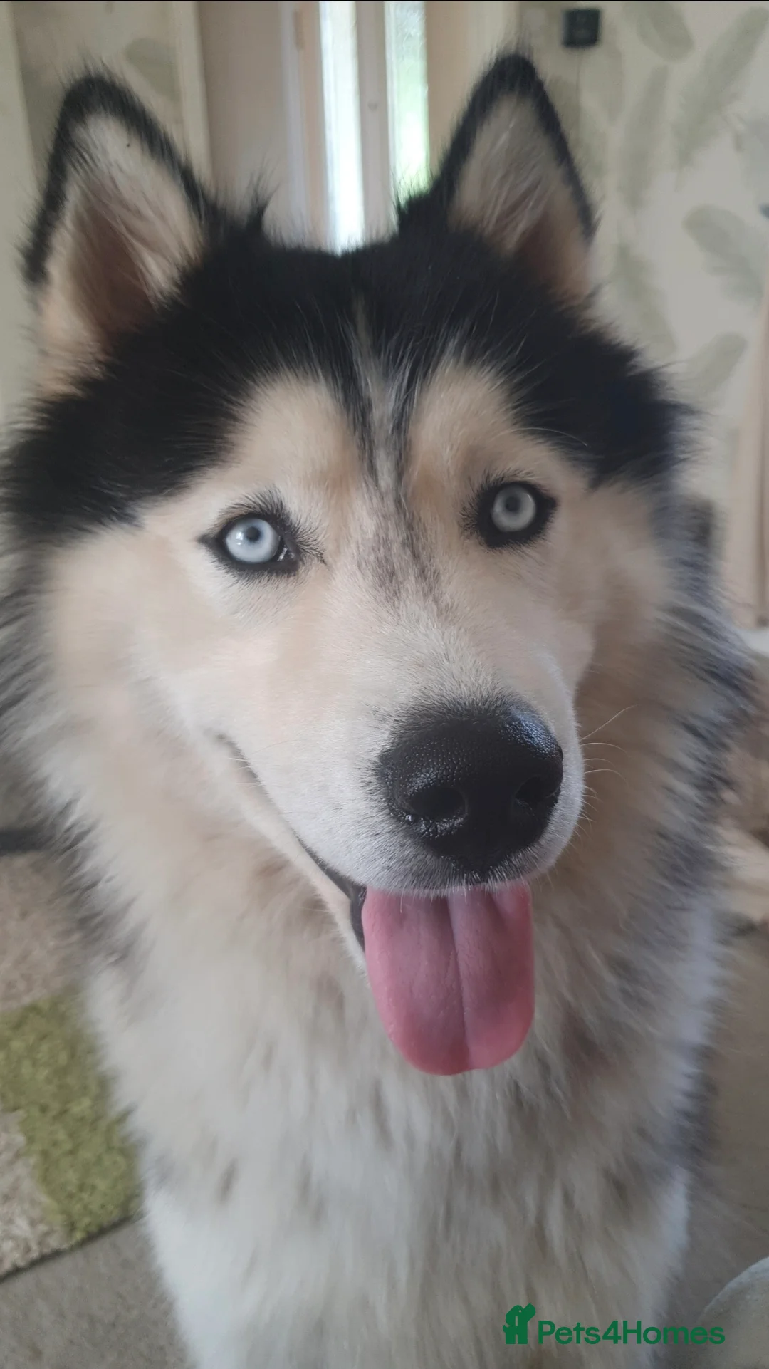 Siberian Husky dogs for sale: Husky puppies  - Advert 10