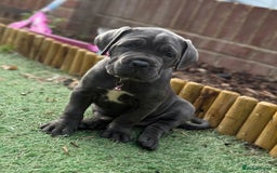 Cane Corso dogs for sale: Cane corso puppies  - Image 6