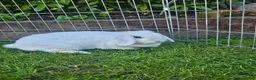 Mini Lop rabbits for sale: Snowy white mini lop female 2 years old - Advert 2